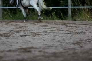 Chia contains large amounts of magnesium which calms down stress-sensitive horses