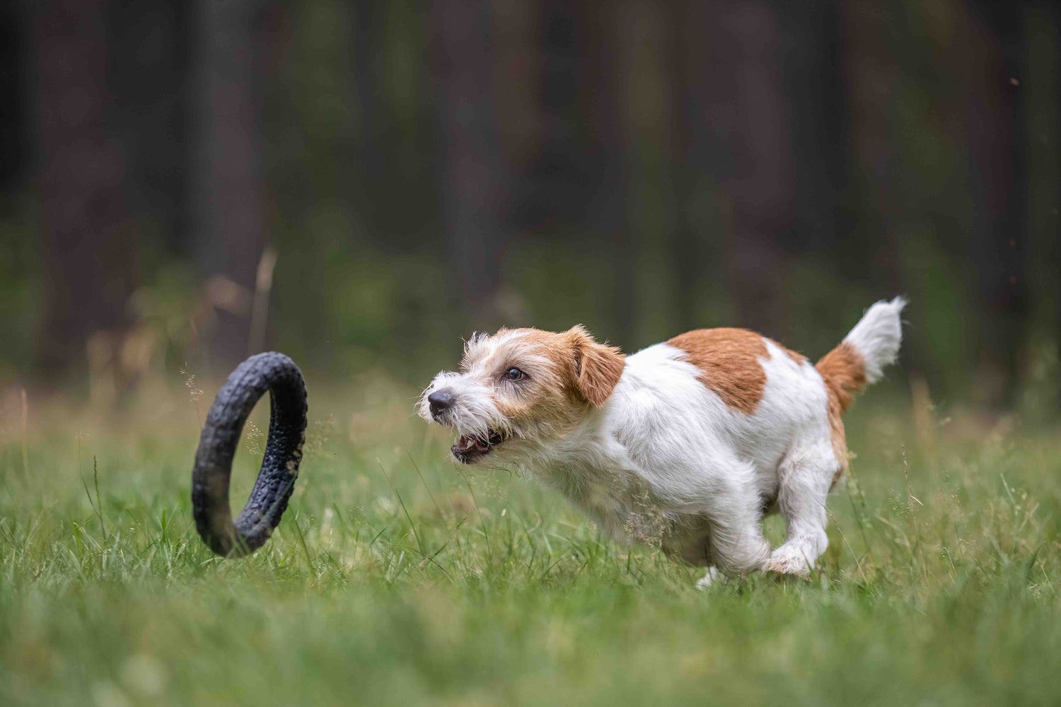 Für Hunde